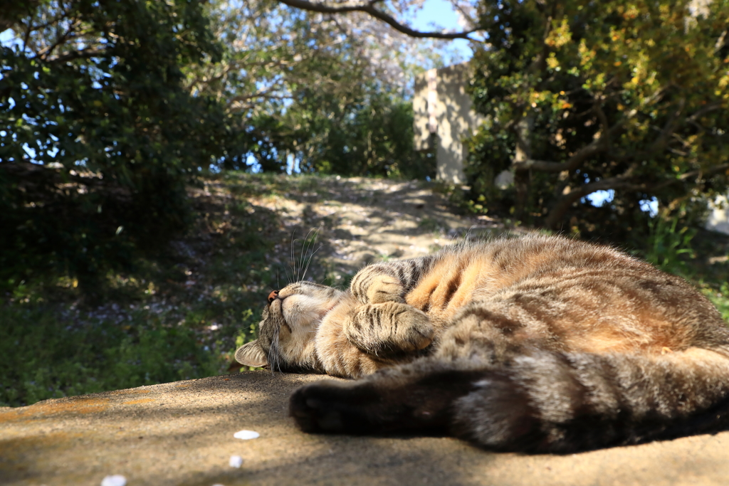 春は眠いのだ。仕方ないのだ。