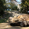 春は眠いのだ。仕方ないのだ。
