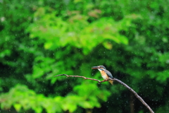 雨ですね〜