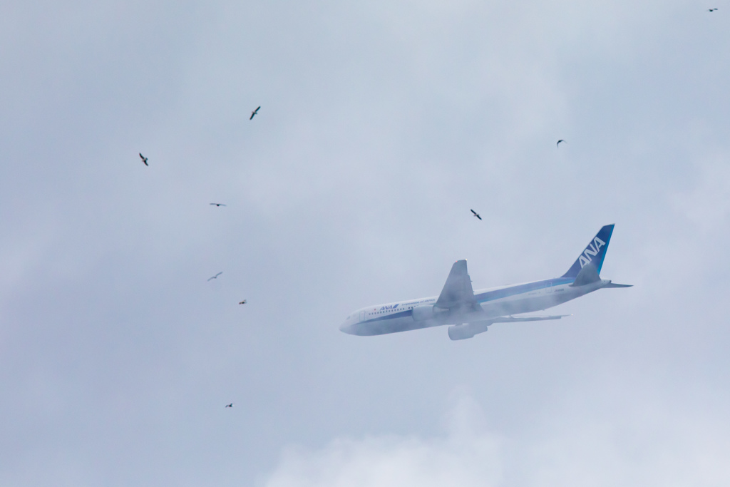 鳥と飛行機