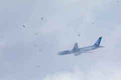 鳥と飛行機