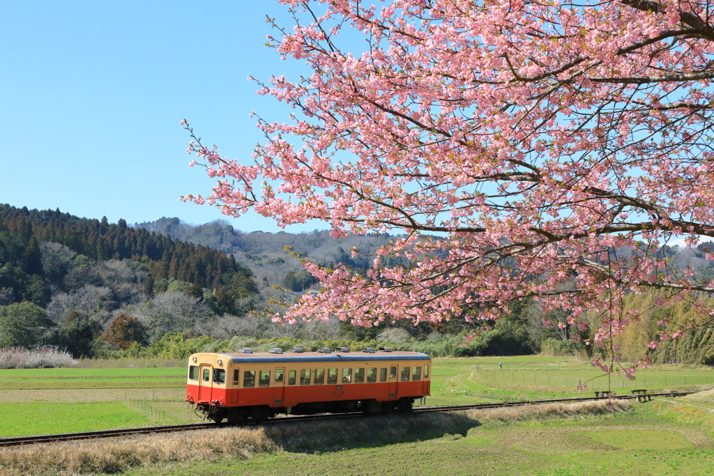 河津桜と一緒に
