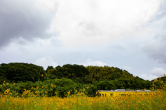 雨上がりのいすみ鉄道