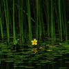 ひっそりと咲くアサザの花