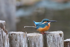 今日も快腸ブリブリザエモン！！