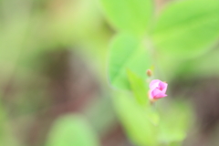 梅雨のコントラスト