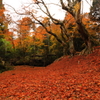 紅葉の絨毯