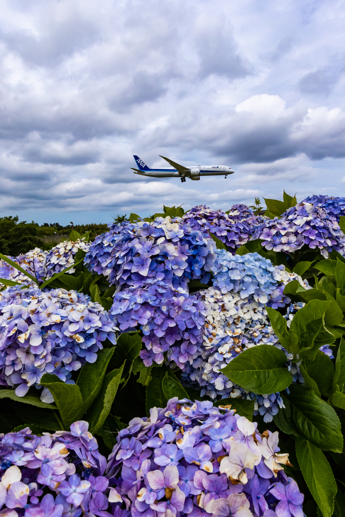 紫陽花と梅雨空