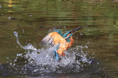 派手に水浴び