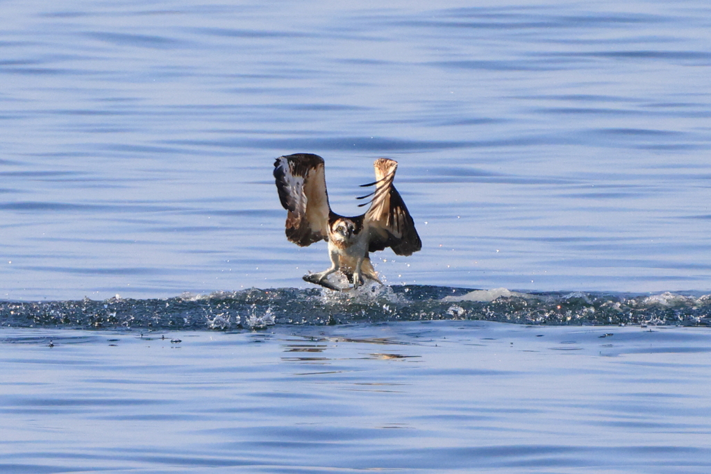 魚鷹の狩り