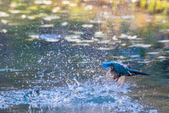 派手に水浴び