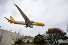 Scoot BOEING787
