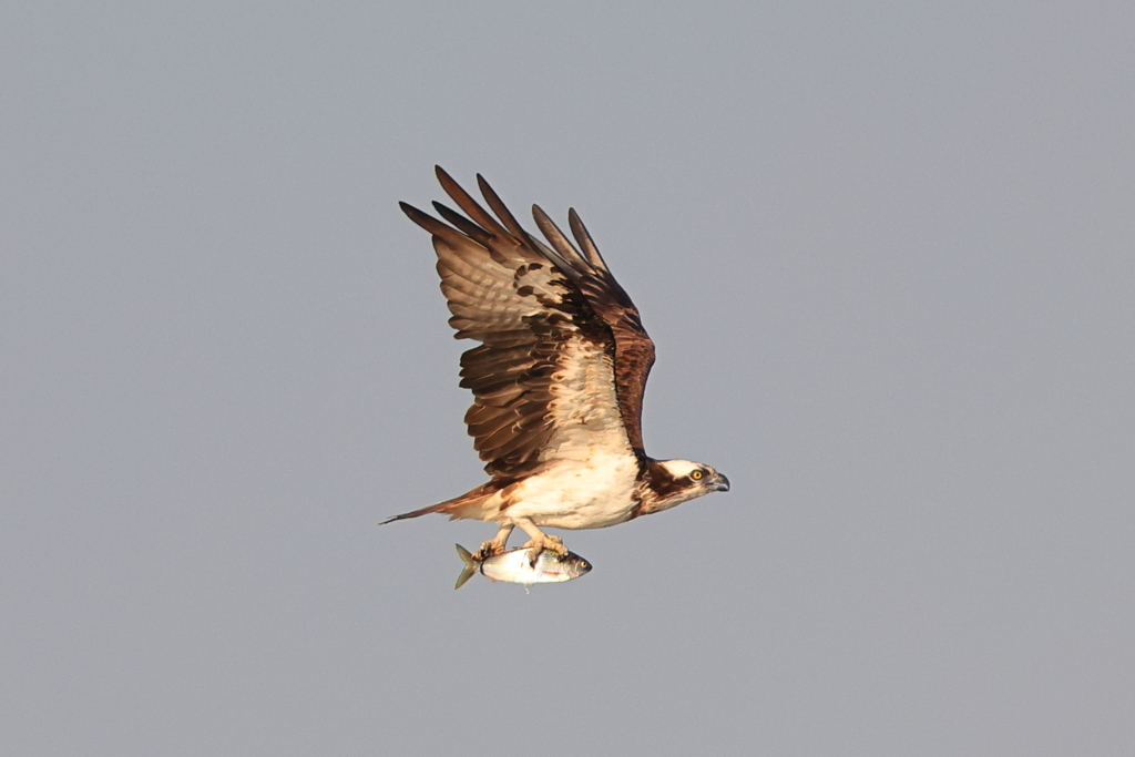 魚「俺、今空を飛んでる！？」