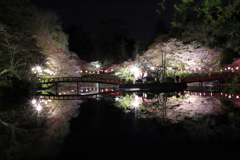 夜桜