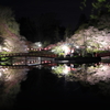 夜桜