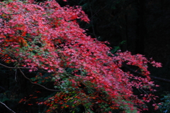 関東一遅い紅葉、始まる