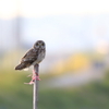 野生の眼差し