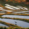 棚田の朝