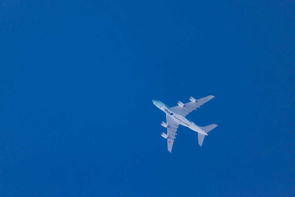 ウミガメ、空を泳ぐ