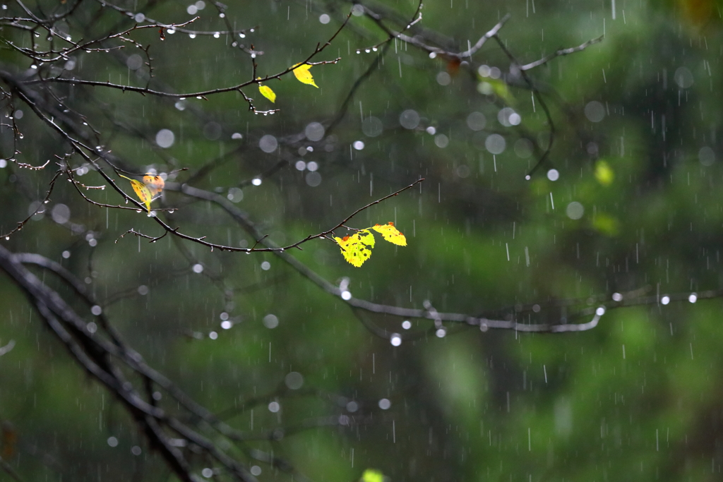 雨のコントラスト