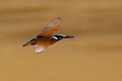 水が濁っていてもカワセミは餌を見つけられることを発見