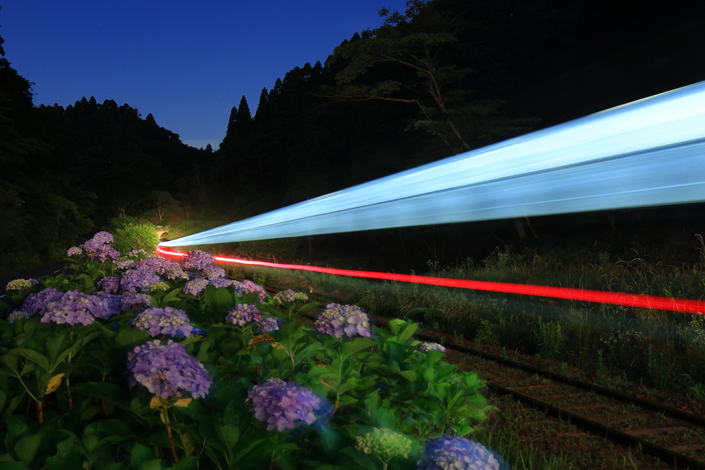 トンネルに吸い込まれる光跡に照らされる紫陽花