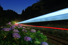 トンネルに吸い込まれる光跡に照らされる紫陽花