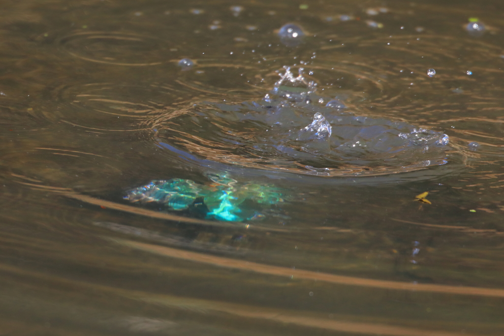 カワセミ潜水中...