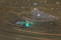 カワセミ潜水中...