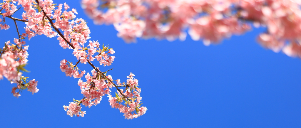 河津桜