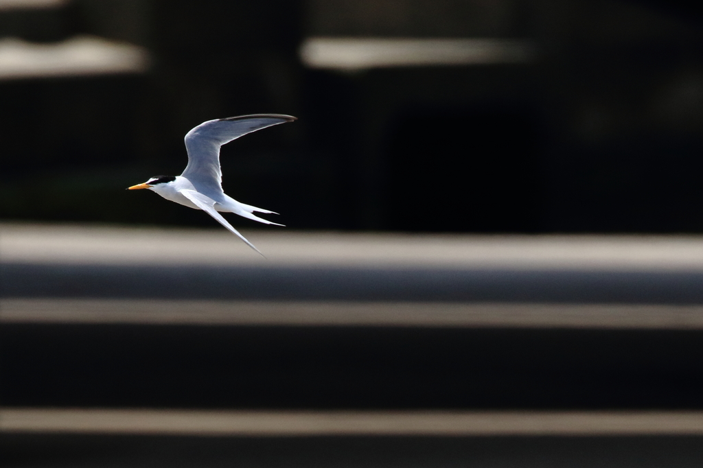 Little Tern