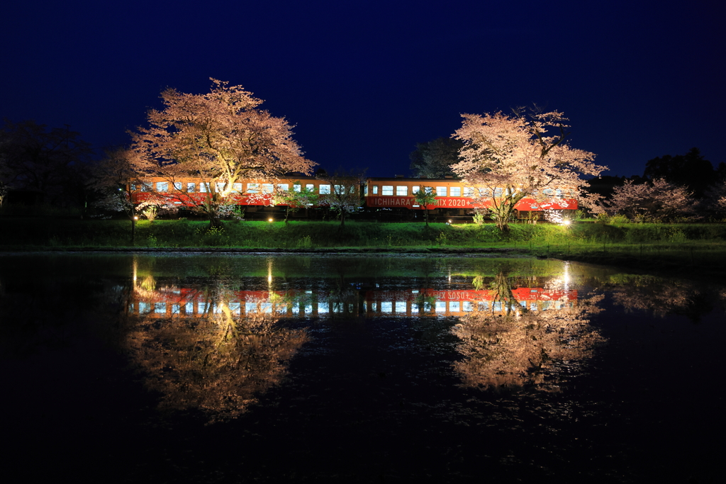 春の風物詩