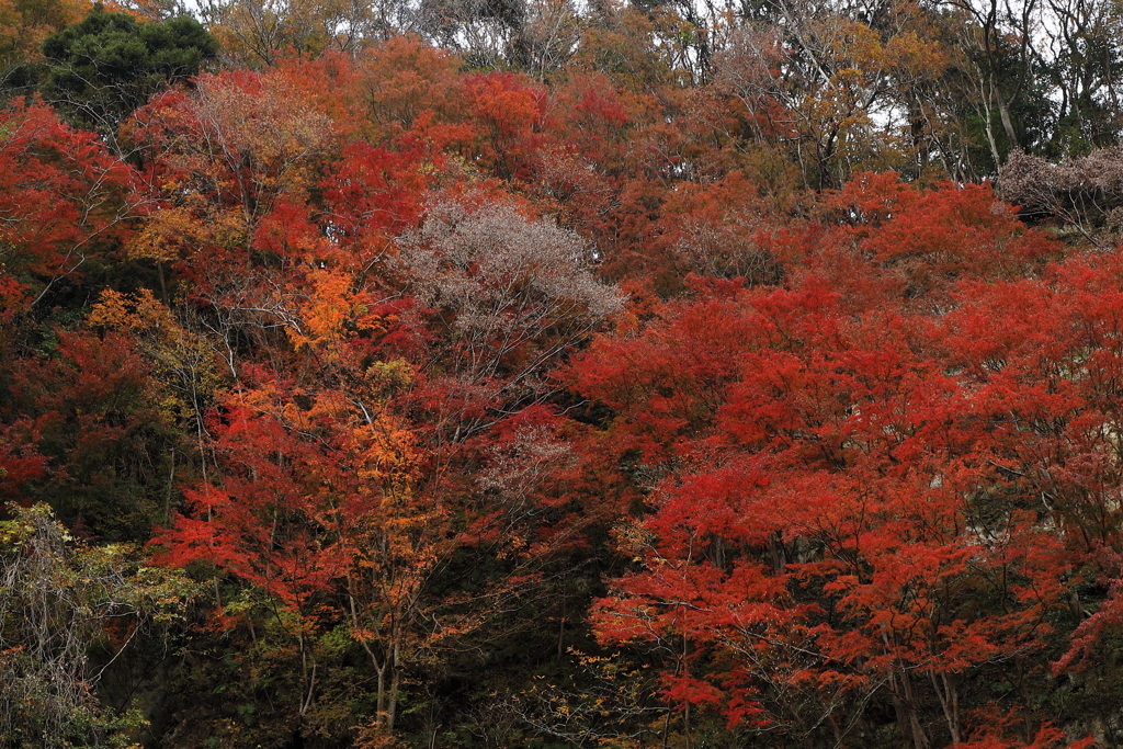 関東一遅い紅葉