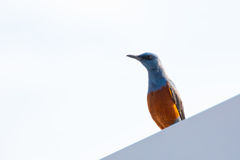 羽田のイソヒヨドリ管制官