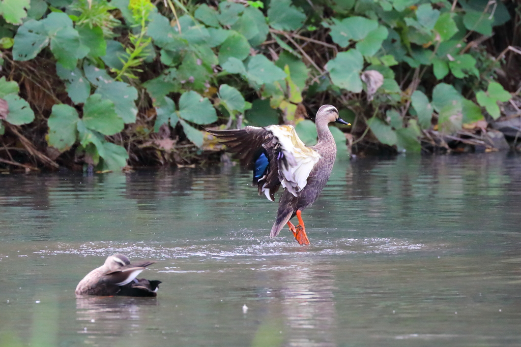 見て見て！　白鳥の湖♪