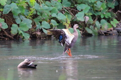 見て見て！　白鳥の湖♪