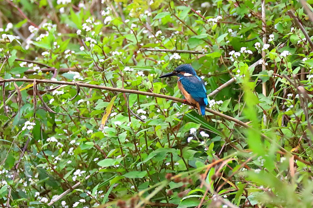 花の似合う鳥だね。