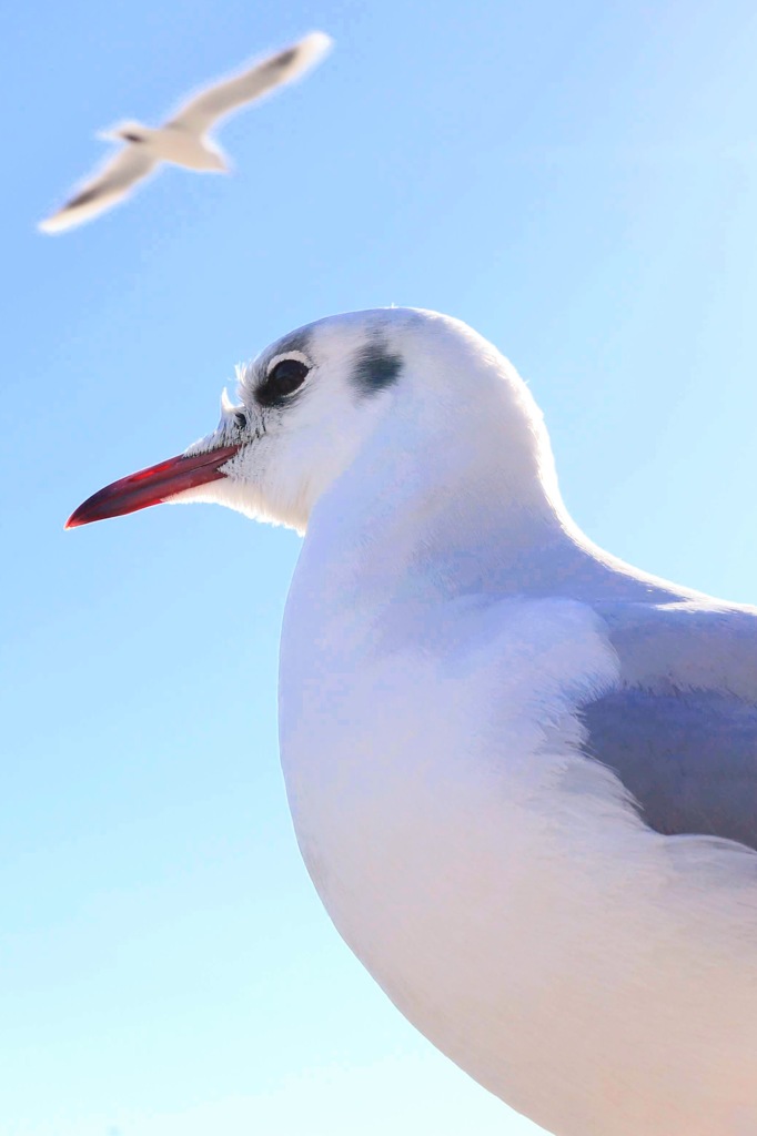 浅草 近すぎるカモメ