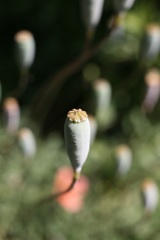 花びらがないと・・・
