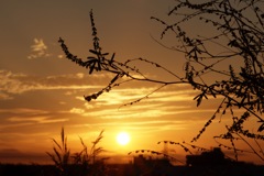 浦安 夕景