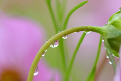 雨　コスモス