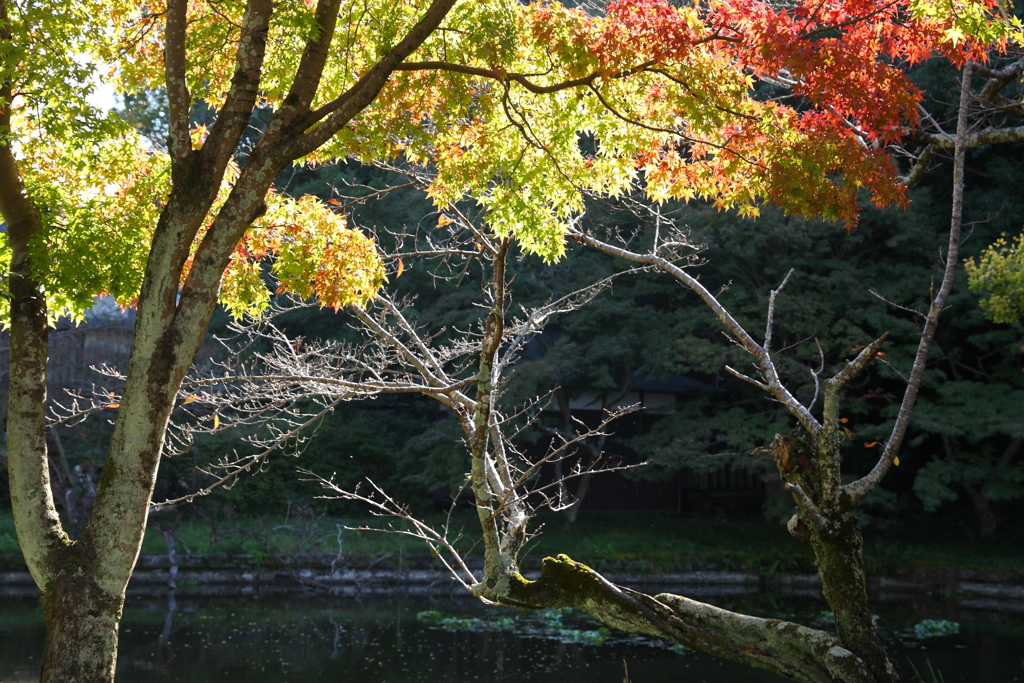 古池の紅葉