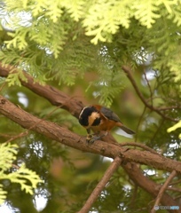 ヤマガラ、食事中。