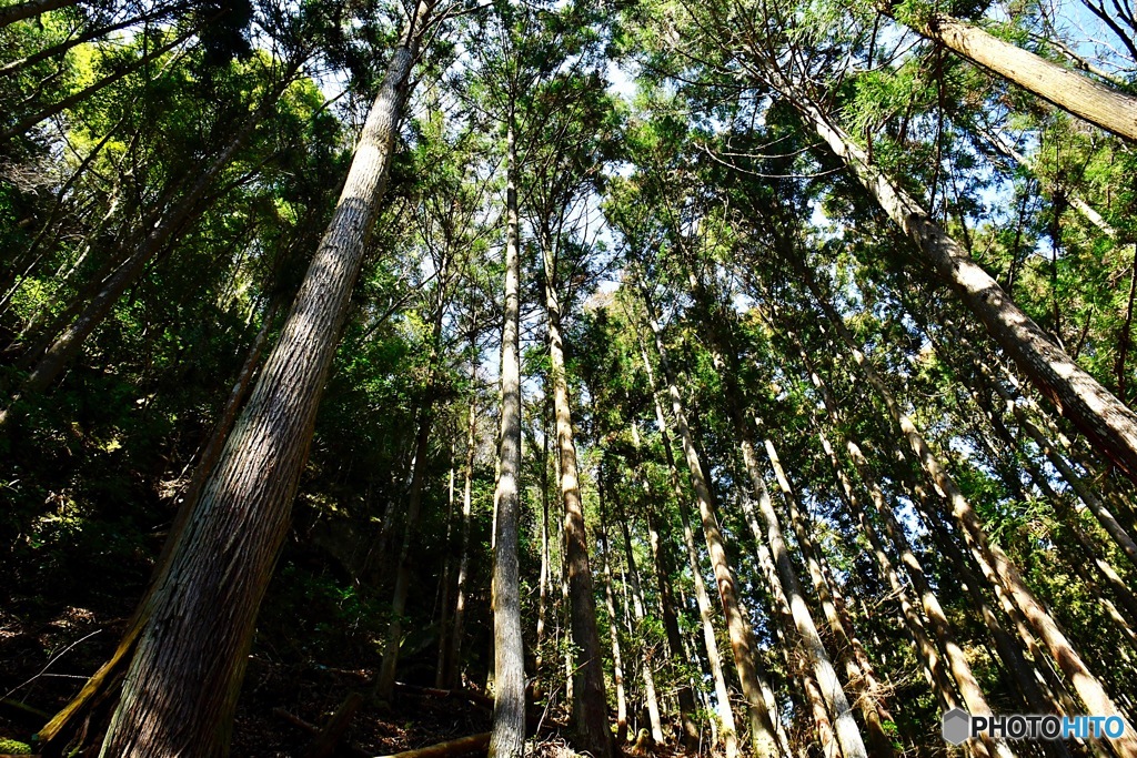 見上げてみよう、赤目の森