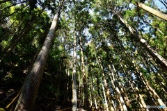 見上げてみよう、赤目の森
