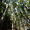 見上げてみよう、赤目の森