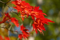 紅葉　紅葉