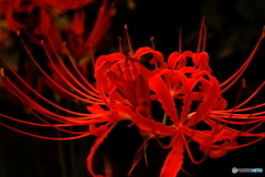 彼岸花