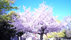 早朝　桜