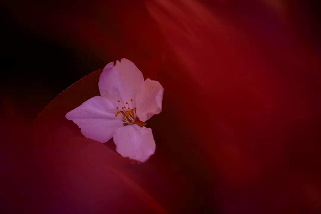 葉におちた桜